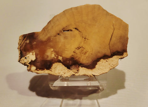 Petrified Wood