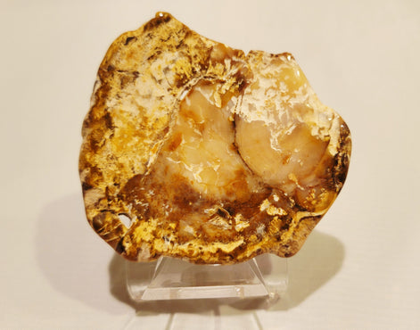 Petrified Wood
