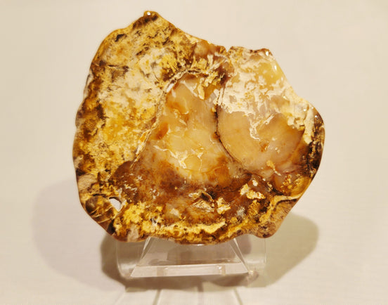 Petrified Wood